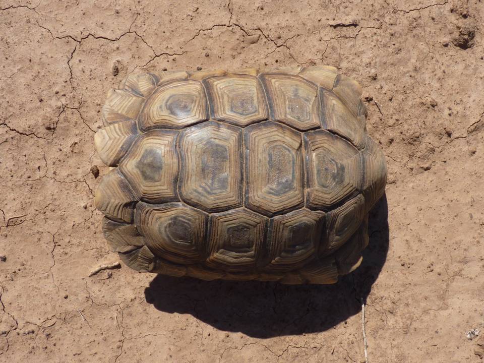 ARGENTINE TORTOISE Chelonoidis chilensis FAUNA PARAGUAY